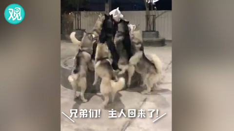 看到主人回家,哈士奇一哄而上